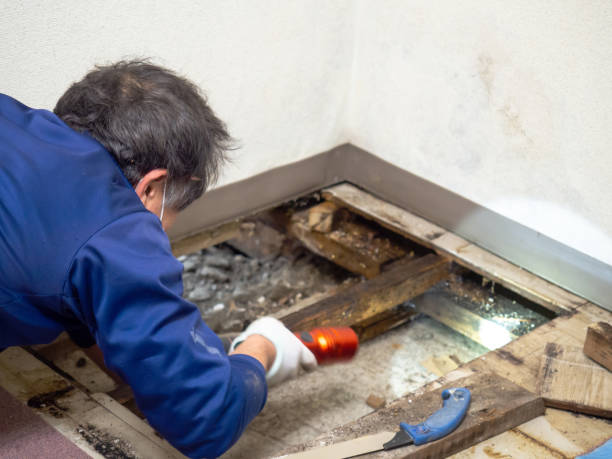Best Certified Mold Removal  in Columbus, NC