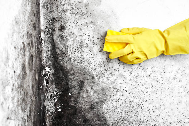 Best Mold Cleaning Services  in Columbus, NC