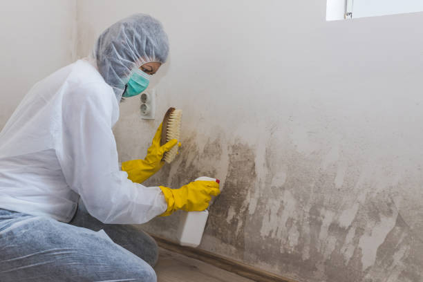 Best Same-Day Mold Removal  in Columbus, NC