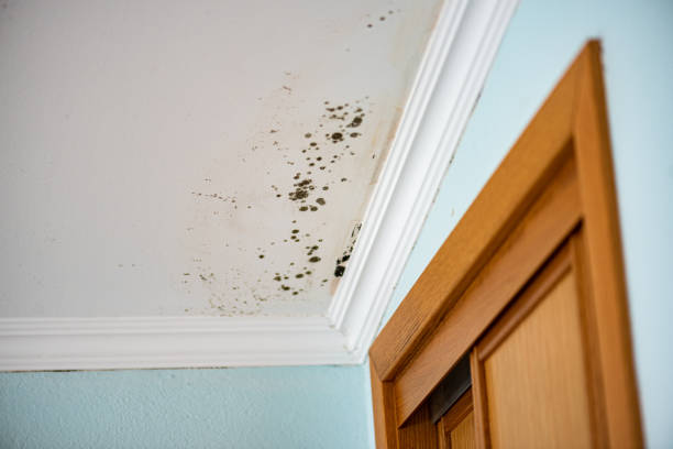 Best Crawl Space Mold Removal  in Columbus, NC