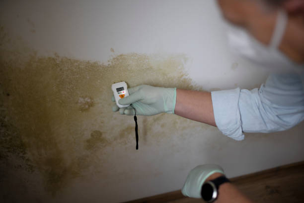 Attic Mold Removal in Columbus, NC