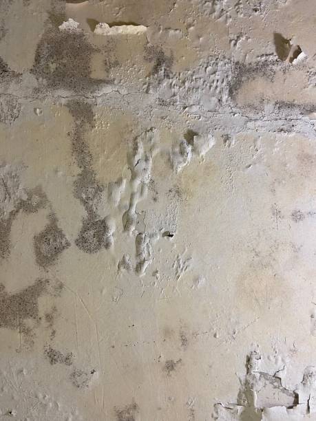 Best Mold Removal and Inspection  in Columbus, NC