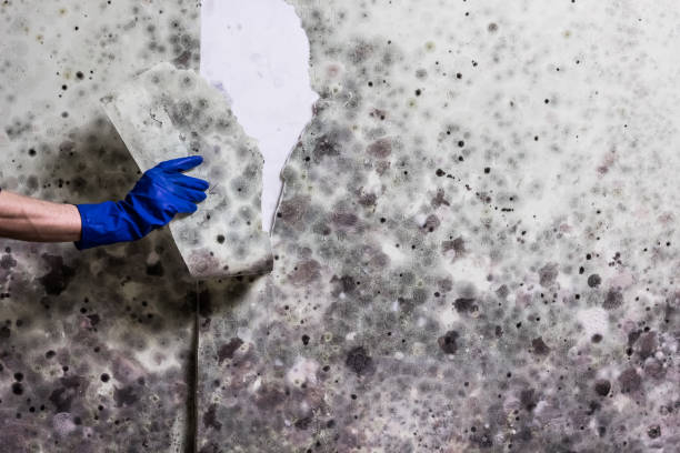 Best Home Mold Removal  in Columbus, NC