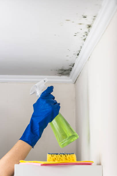 Best Mold Remediation  in Columbus, NC