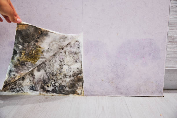 Best Fast Mold Removal  in Columbus, NC